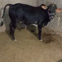 گوساله.جوان