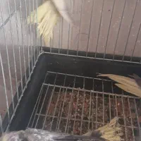 چهار عدد عروس هلندی|پرنده|خمینی‌شهر, |دیوار