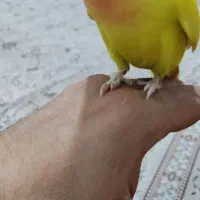 کوتوله|پرنده|مشهد, محمدآباد|دیوار