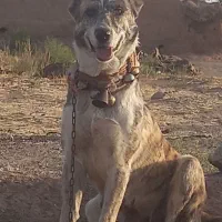 سگ ماده