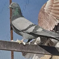 کبوتر پرشی|پرنده|پیر بکران, |دیوار