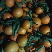 پرتقال نارنگی|خدمات باغبانی و درختکاری|چابکسر, |دیوار