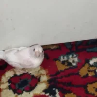 فنچ جفت|پرنده|بندر امام خمینی, |دیوار