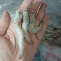 میگوبرای ماهیگیری ومصرف خونه