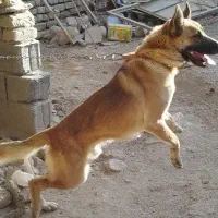 سگ گرگی نگهبان