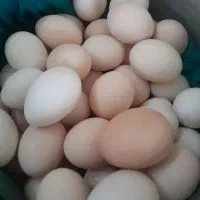 تخم مرغ با کیفیت