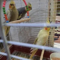 عروس هلندی