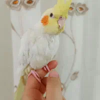 عروس هلندی|پرنده|طرقبه, |دیوار