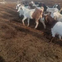 بز ترکی و دورگ موقعیت گناوه|حیوانات مزرعه|ریگ, |دیوار