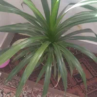 گل فروشی|گل و گیاه طبیعی|لردگان, |دیوار