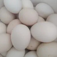 تخم مرغ محلی ارگانیک