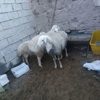 ۲ عدد بره نر و ۷ میش و بره