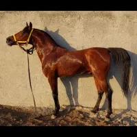 کشش اسب تاراج ایاره