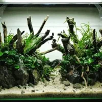 نصب وراه اندازی وسرویس آکواریوم|ماهی|کرج, عظیمیه|دیوار