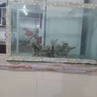 آکواریوم