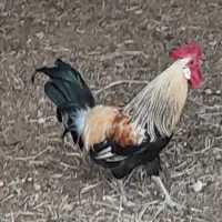 سه عدد خروس