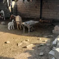 حمیدیه