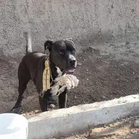 سگ پیت بول رودفایر