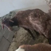 گوسفند افشار ماده چاق وقوچ نخورده قیمت 42