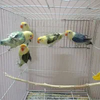 کوتوله عروس گرینچیک کاسکو خورشیدی یووینگ فیشر|لوازم جانبی حیوانات|مشهد, کشف|دیوار