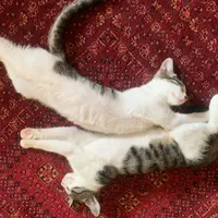 واگذاری بچه گربه خانگی