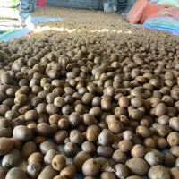 فروش مقدار ۳۰۰۰ کیلوگرم کیوی|عمده‌فروشی|لشت نشا, |دیوار