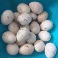 تخم نطفه دار بوقلمون برنز سینه پهن انگلیسی