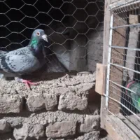 مگسی فری ماده تضمین