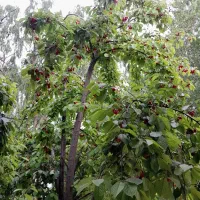کارهای باغداری