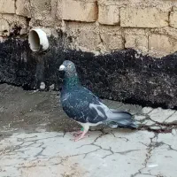 فروش دو جفت کفتر پلاکی و بهبهانی|پرنده|شیراز, کوشک میدان|دیوار