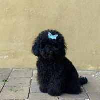 سگ توی پودل ماده باکیفیت و سایز اورجینال|سگ|کرج, باغ سیب|دیوار