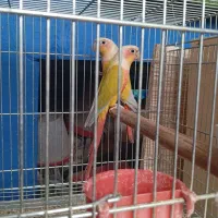 ردچیک و مونچیک|پرنده|شاهینشهر, خبرنگار|دیوار