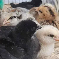 فروش جوجه گلپایگان۳روزه