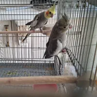 یک جفت عروس هلندی جوان