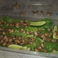 حلزون پرورشی