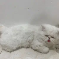 واگذاری گربه پرشین سفید|گربه|بندرعباس, |دیوار