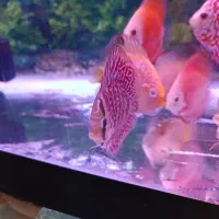 دیسکس|ماهی|اردبیل, |دیوار