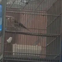 سهره قناری دهن لر5ساله