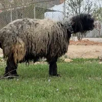 شیشک زاییده میش قوچ بره