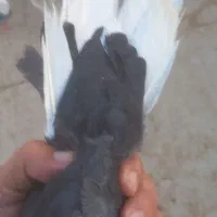 دم سفید چپ|پرنده|تربتحیدریه, طالقانی|دیوار