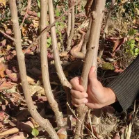 نهال بادام نهالستان|خدمات باغبانی و درختکاری|سپیدان, |دیوار