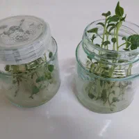 تولید کننده گیاهچه بذر سیب زمینی نشا مینی تیوبر|خدمات باغبانی و درختکاری|اصفهان, پارک مشتاق|دیوار