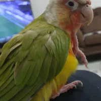 طوطی گرینچیک گم شده .