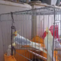 عروس هلندی