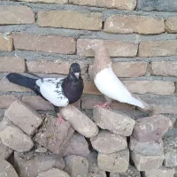 سینه زرد