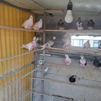 کفتر تیرماهی|پرنده|تهران, قاسم‌آباد|دیوار