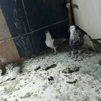 کفتر ساده سرخ