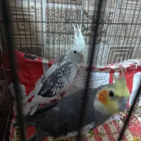 عروس هلندی