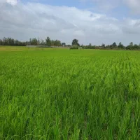 فروش ۱۴۰۰۰متر شالیزار در جاده جویبار