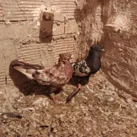 کبوتر پرشی|پرنده|درگز, |دیوار